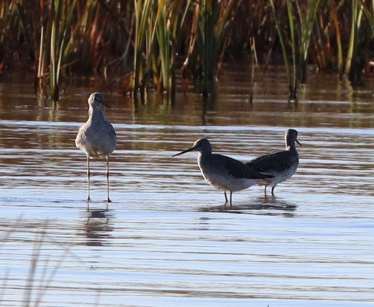 Greater Yellowlegs - ML500493971