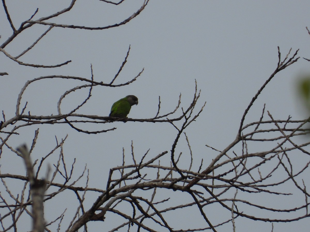 Senegal Parrot - Erin Cole