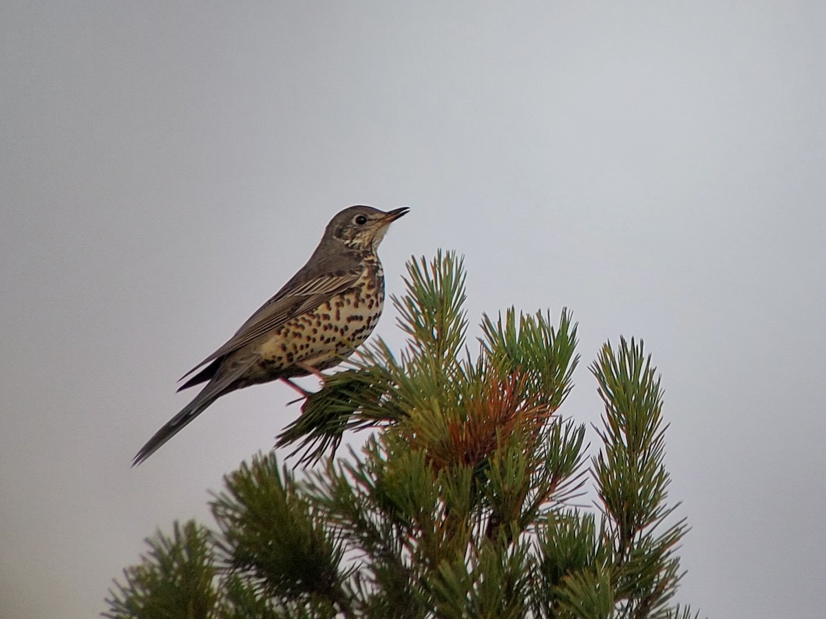 Mistle Thrush - ML500494181