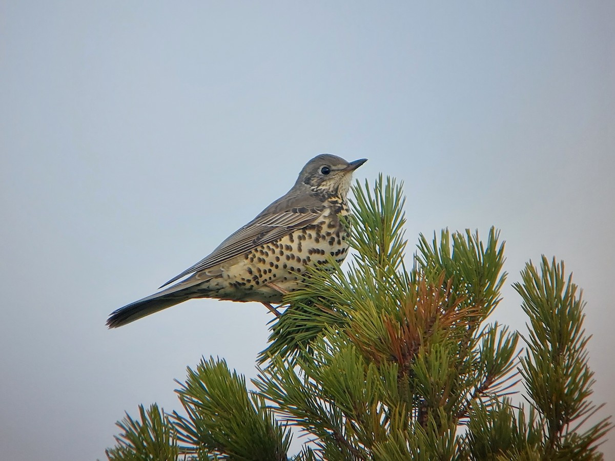 Mistle Thrush - ML500494211