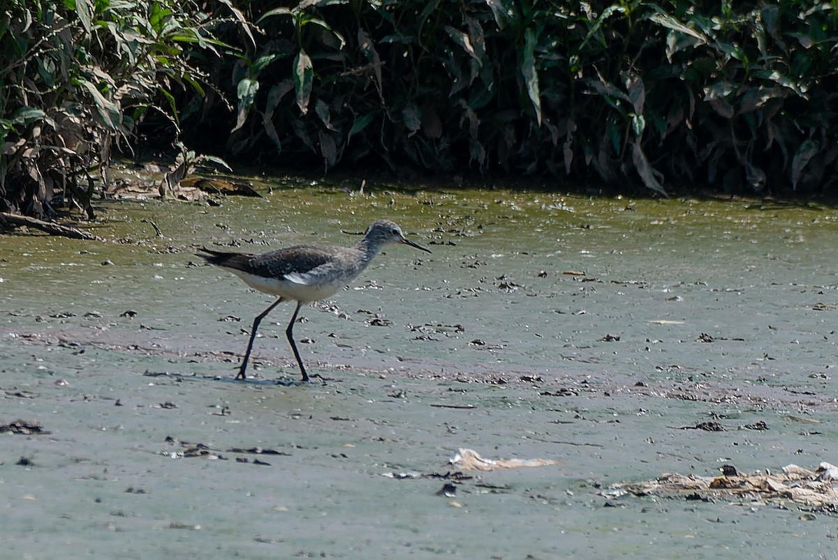 Solitary Sandpiper - ML500495801