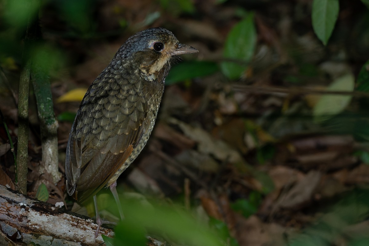 Variegated Antpitta - ML500496351