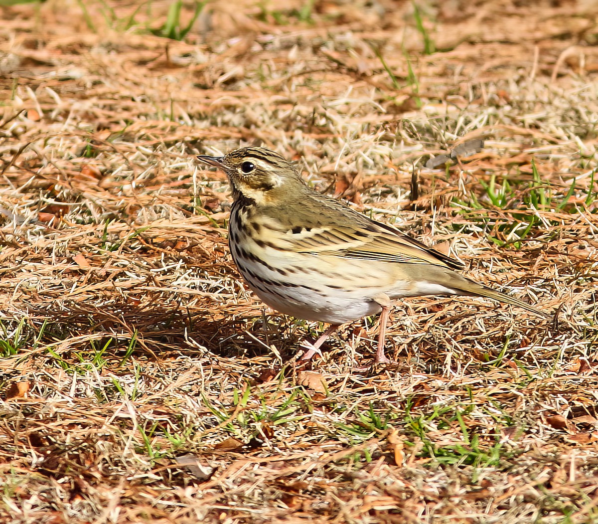 Olive-backed Pipit - ML500497121