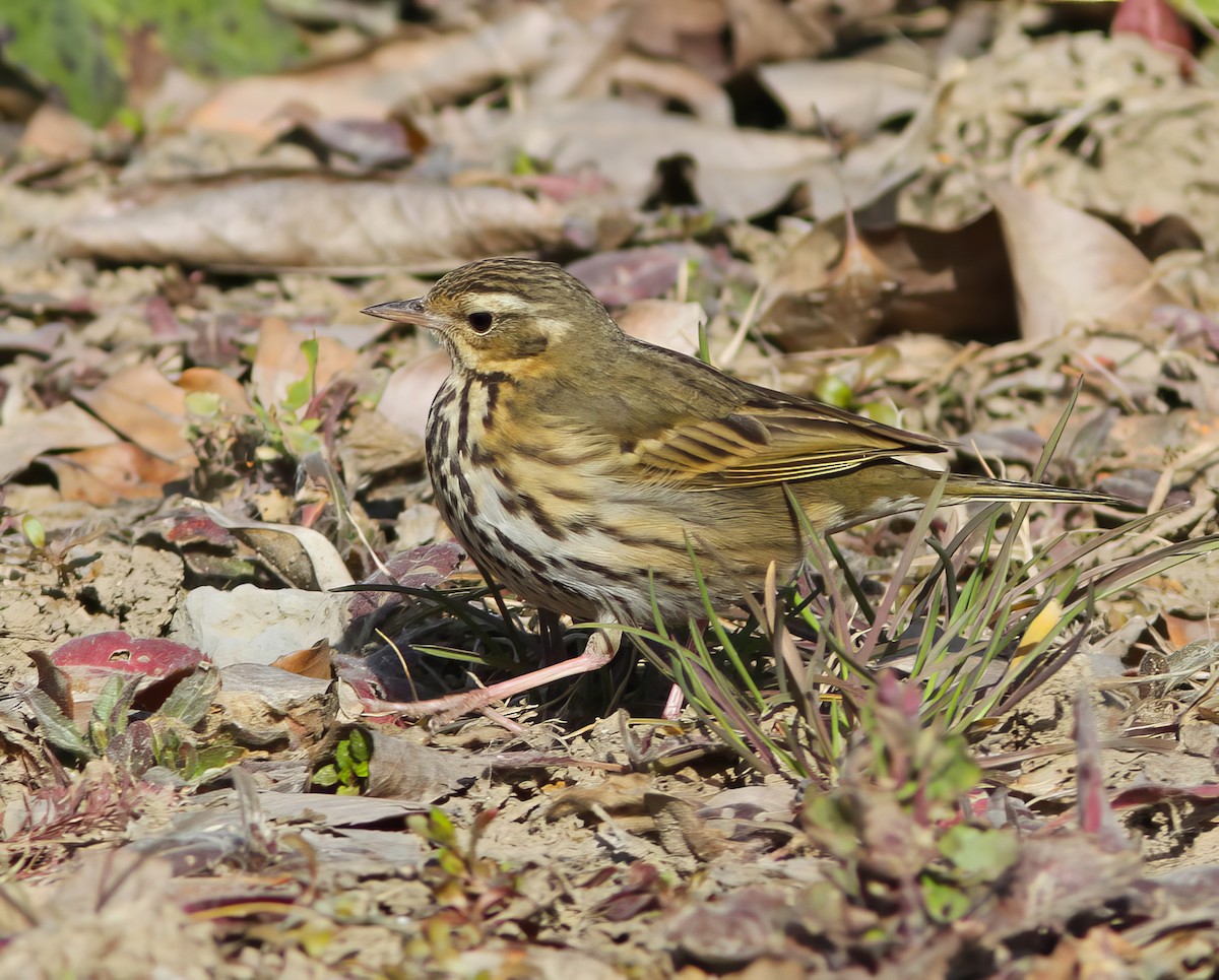 Olive-backed Pipit - ML500497171