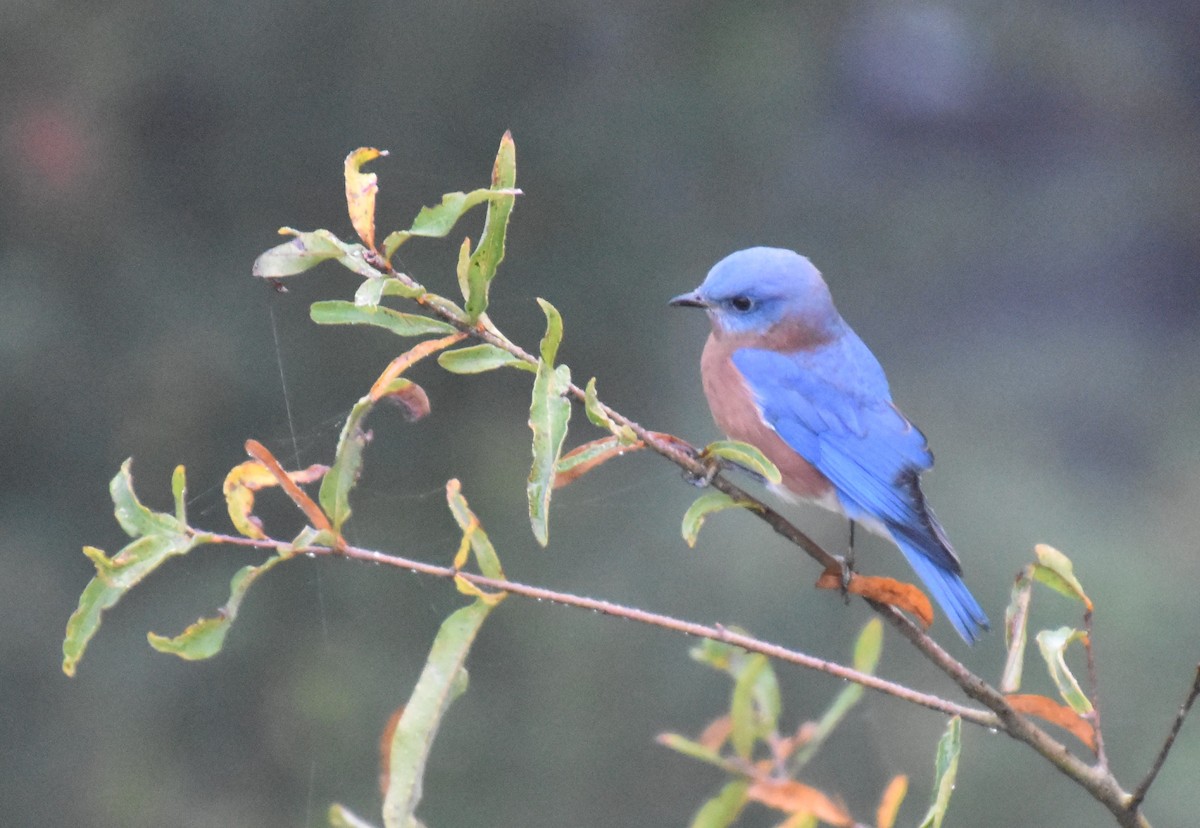 Eastern Bluebird - ML500497481