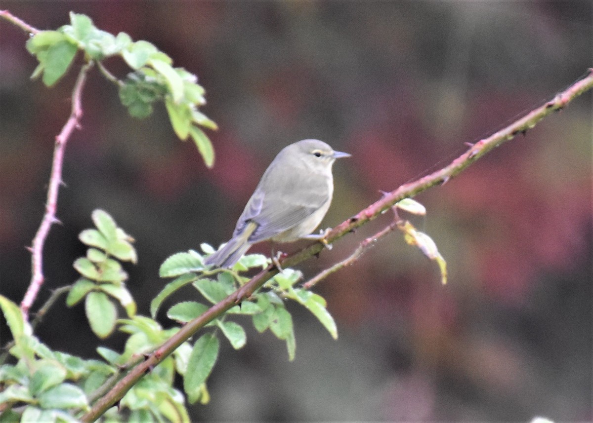 Orange-crowned Warbler - ML500497511