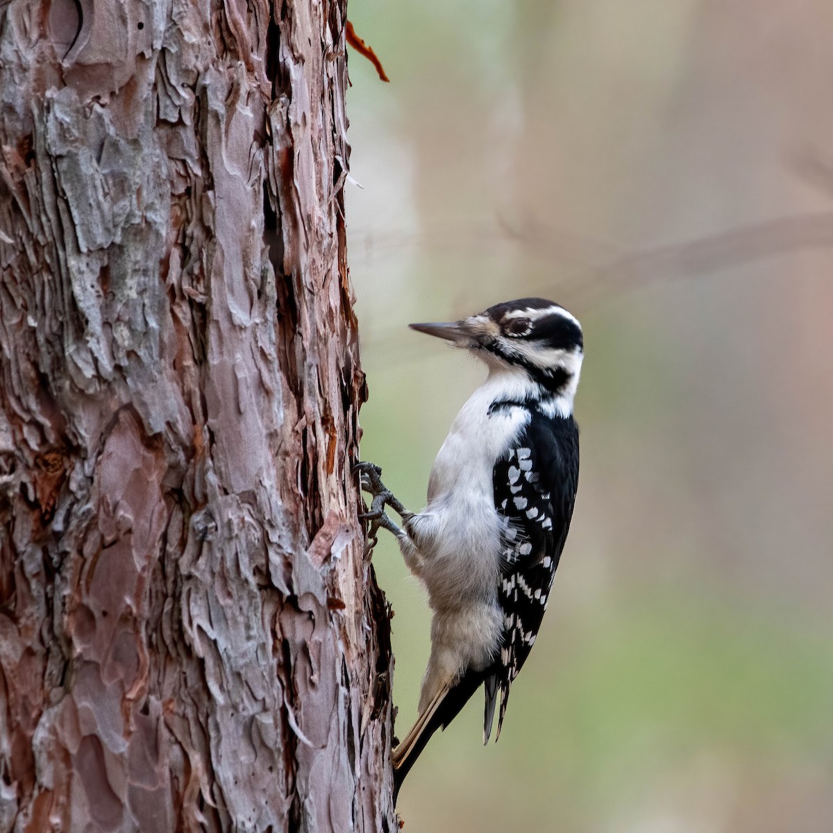 Hairy Woodpecker - Nancy Wilcox