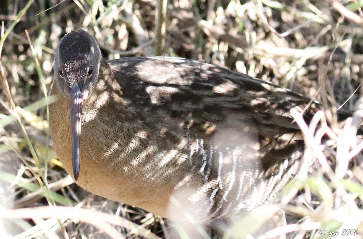 Clapper Rail - ML500497691