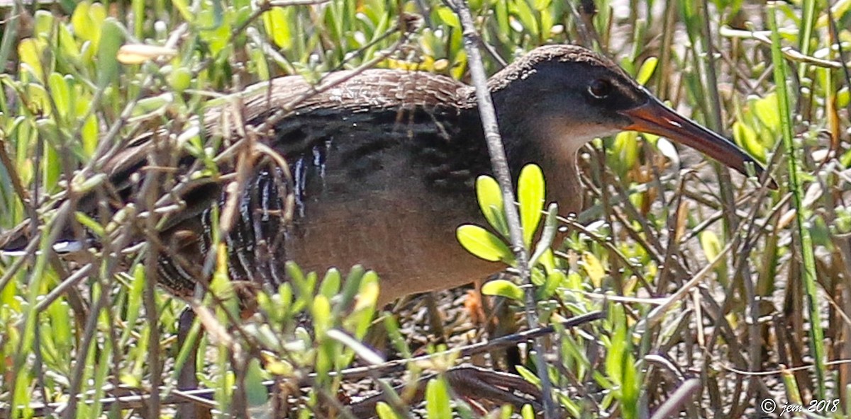 Clapper Rail - ML500497701