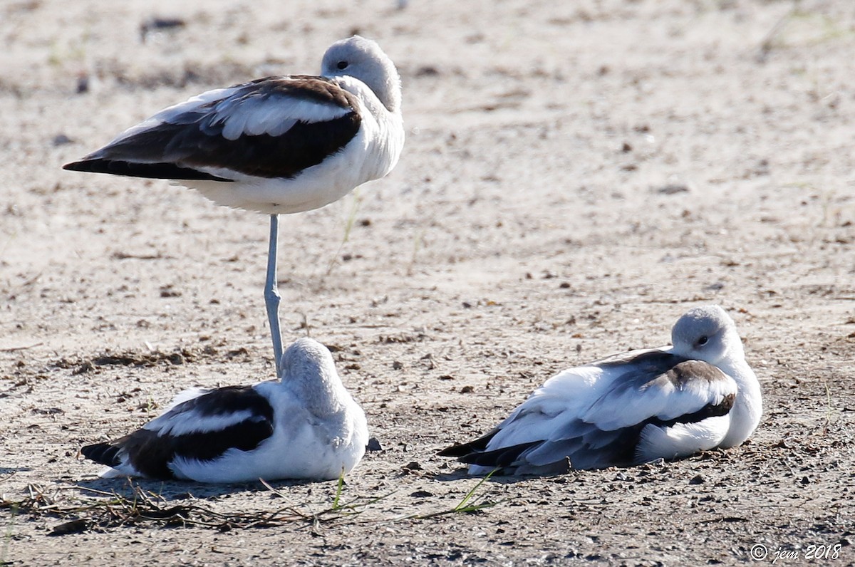 American Avocet - Carl & Judi Manning