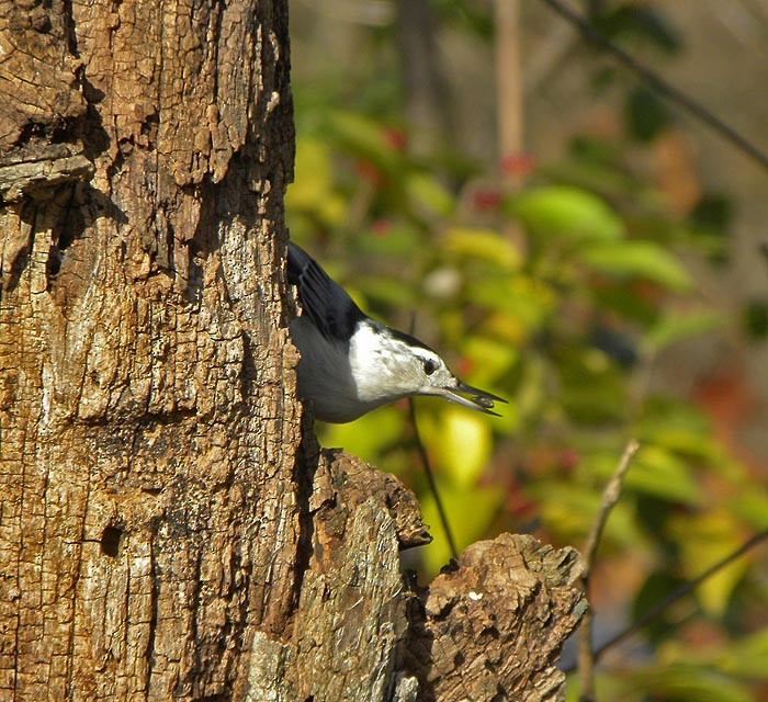 White-breasted Nuthatch - ML500498191