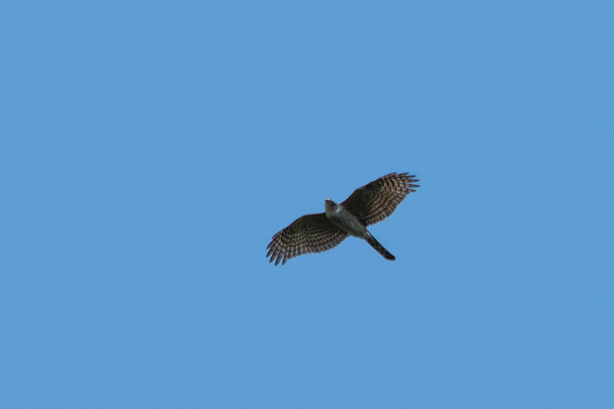 Sharp-shinned Hawk - ML500498621