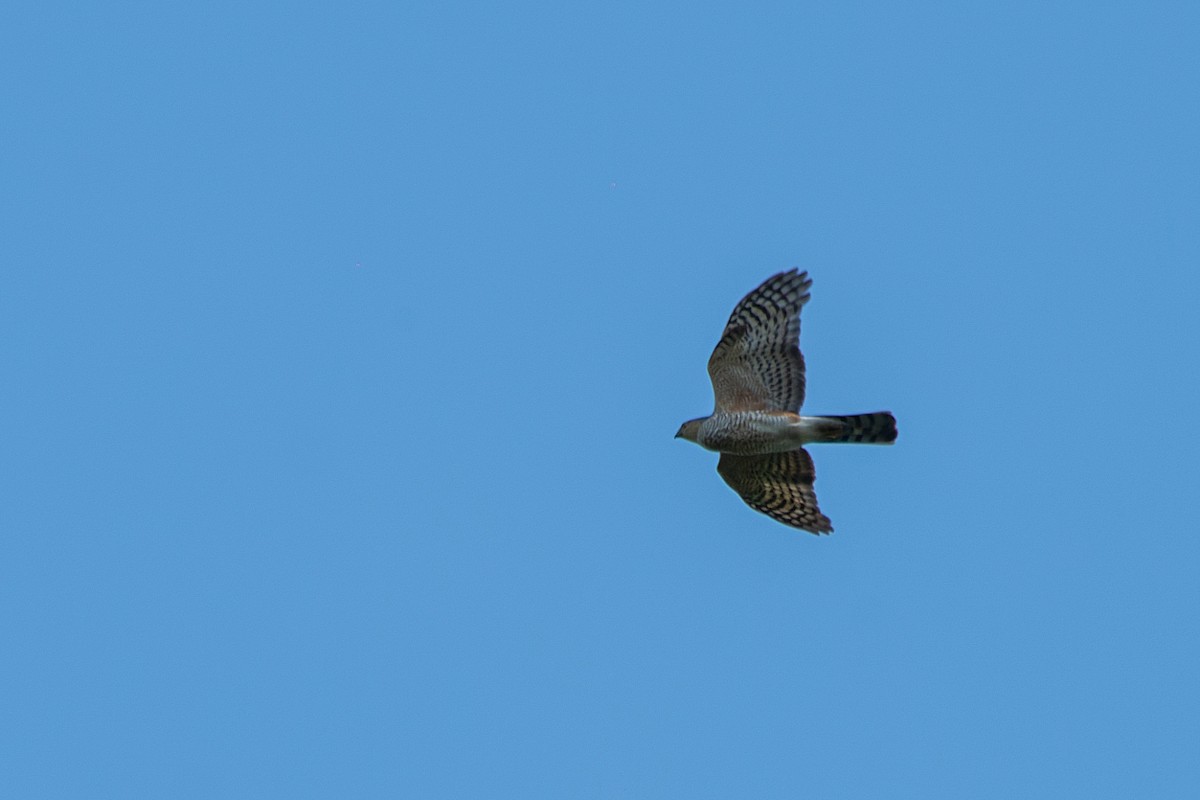 Sharp-shinned Hawk - ML500498641