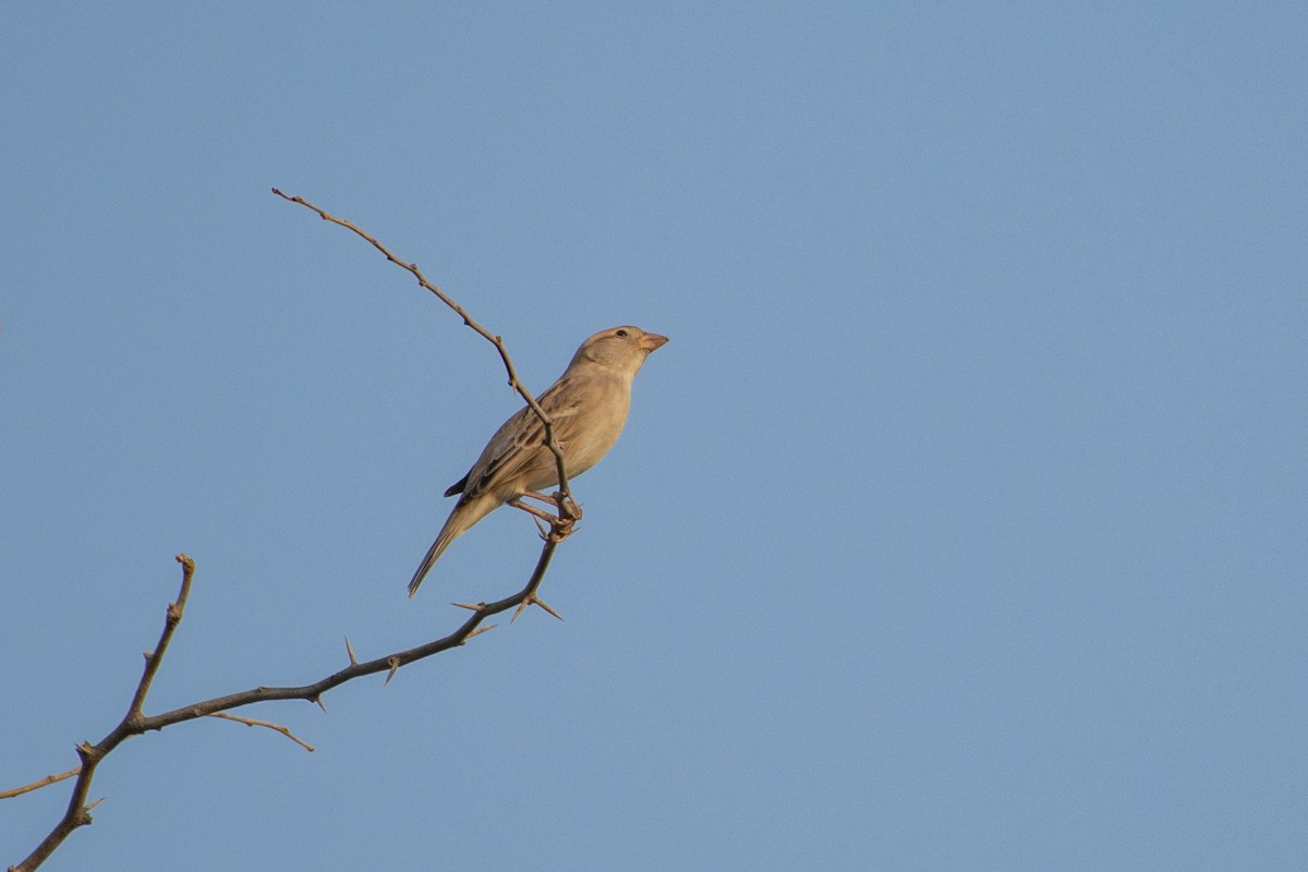 House Sparrow - ML500499961