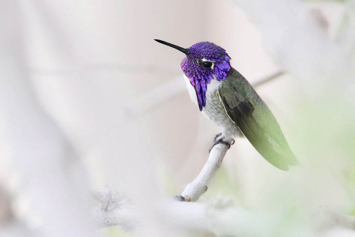 Costa's Hummingbird - Michael Stremciuc