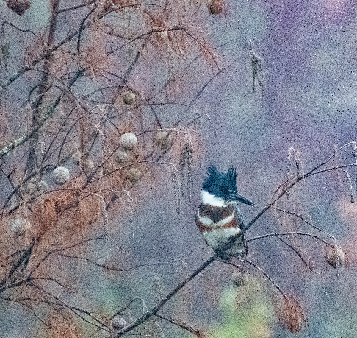 Belted Kingfisher - ML500500881