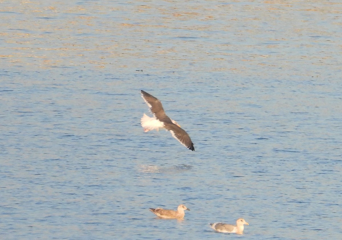 Western Gull - ML500501181