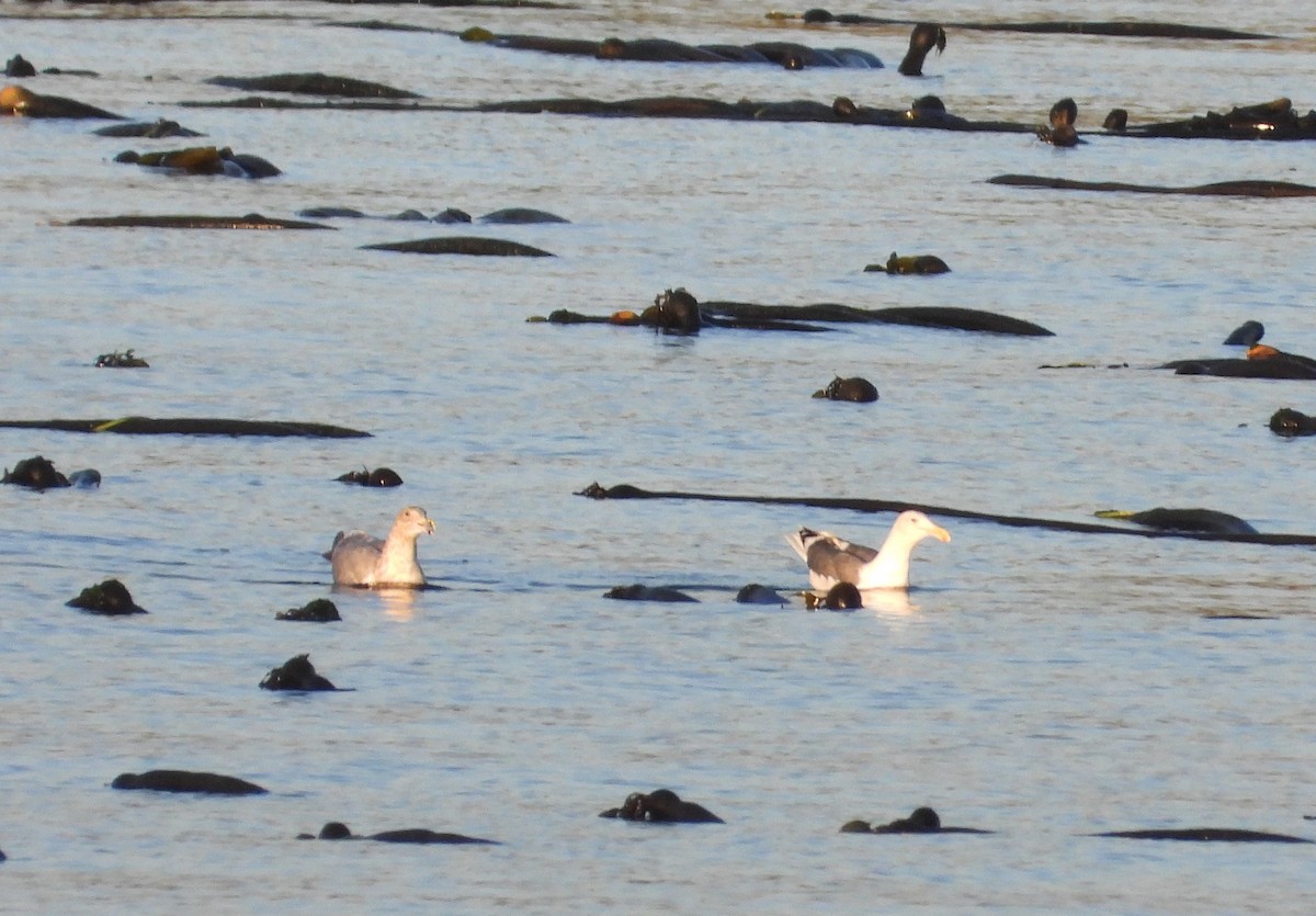 Western Gull - ML500501291