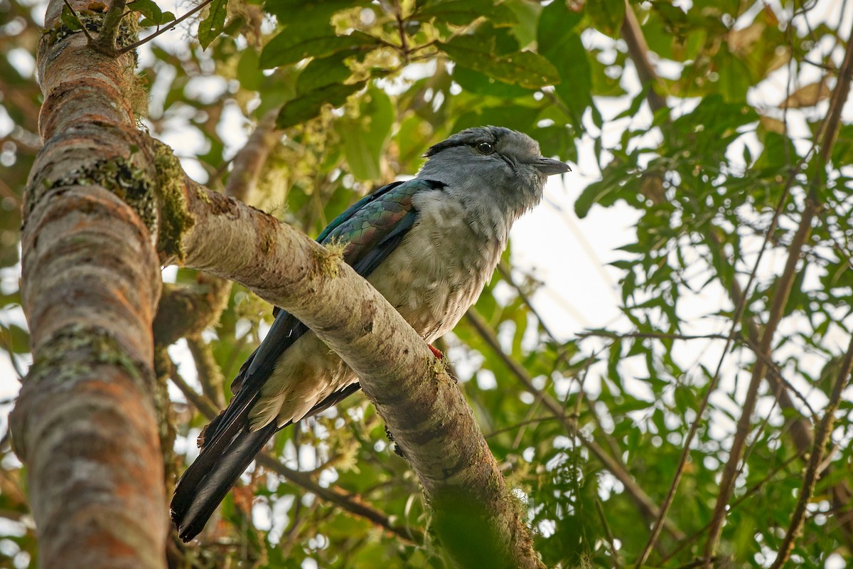 Cuckoo-roller - ML500502511