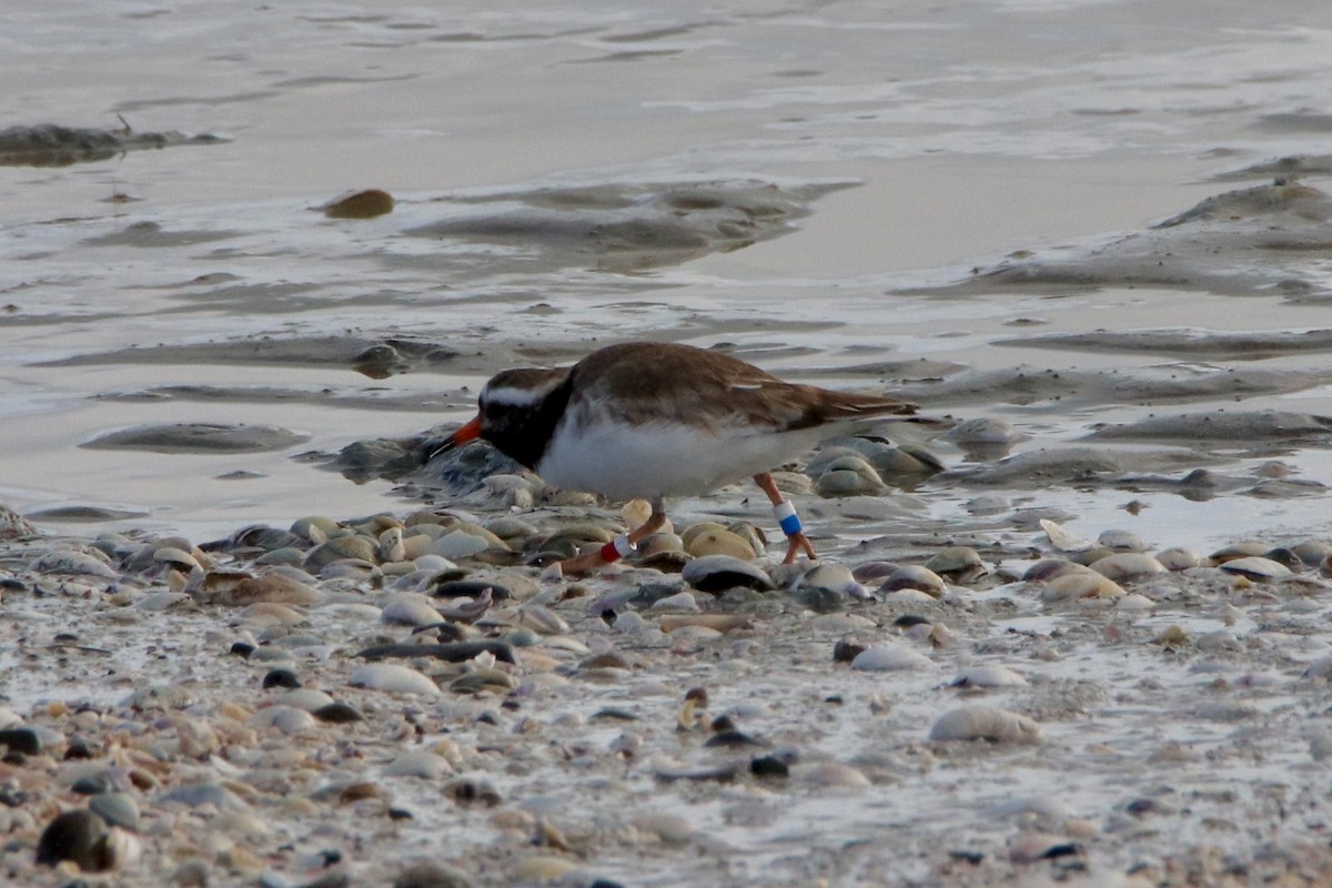 Shore Plover - ML500502901