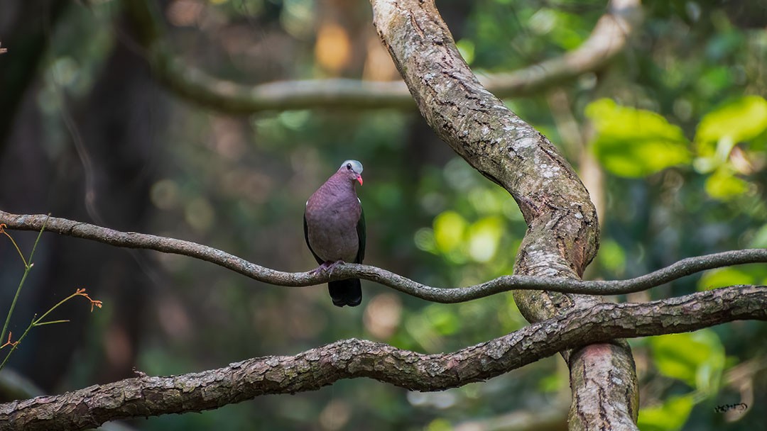 Asian Emerald Dove - ML500504001