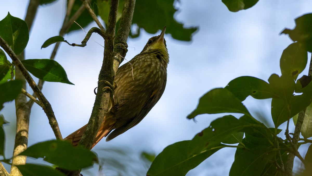 Buff-browed Foliage-gleaner - ML500504341