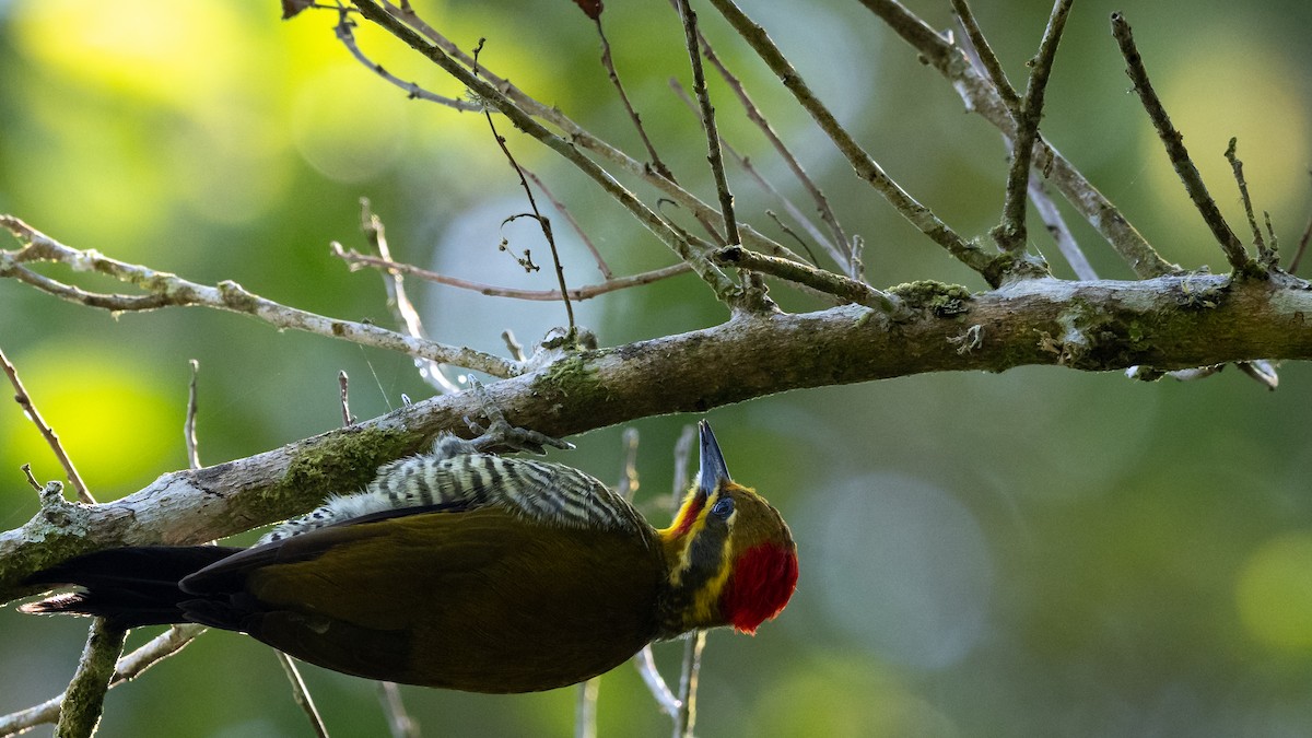 White-browed Woodpecker - Mathurin Malby