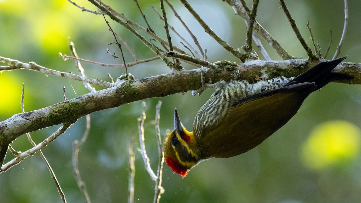 White-browed Woodpecker - Mathurin Malby