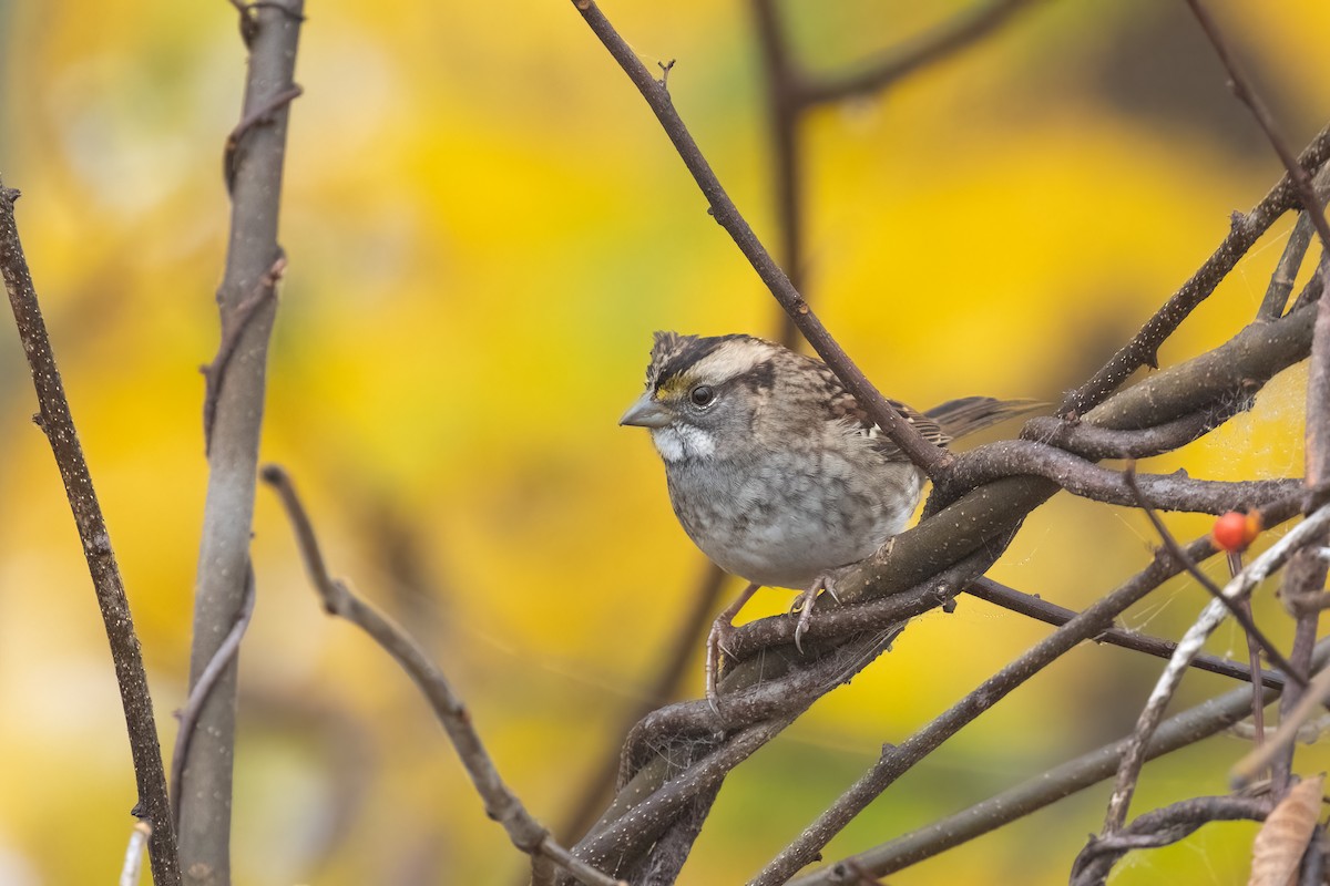 White-throated Sparrow - Kalpesh Krishna