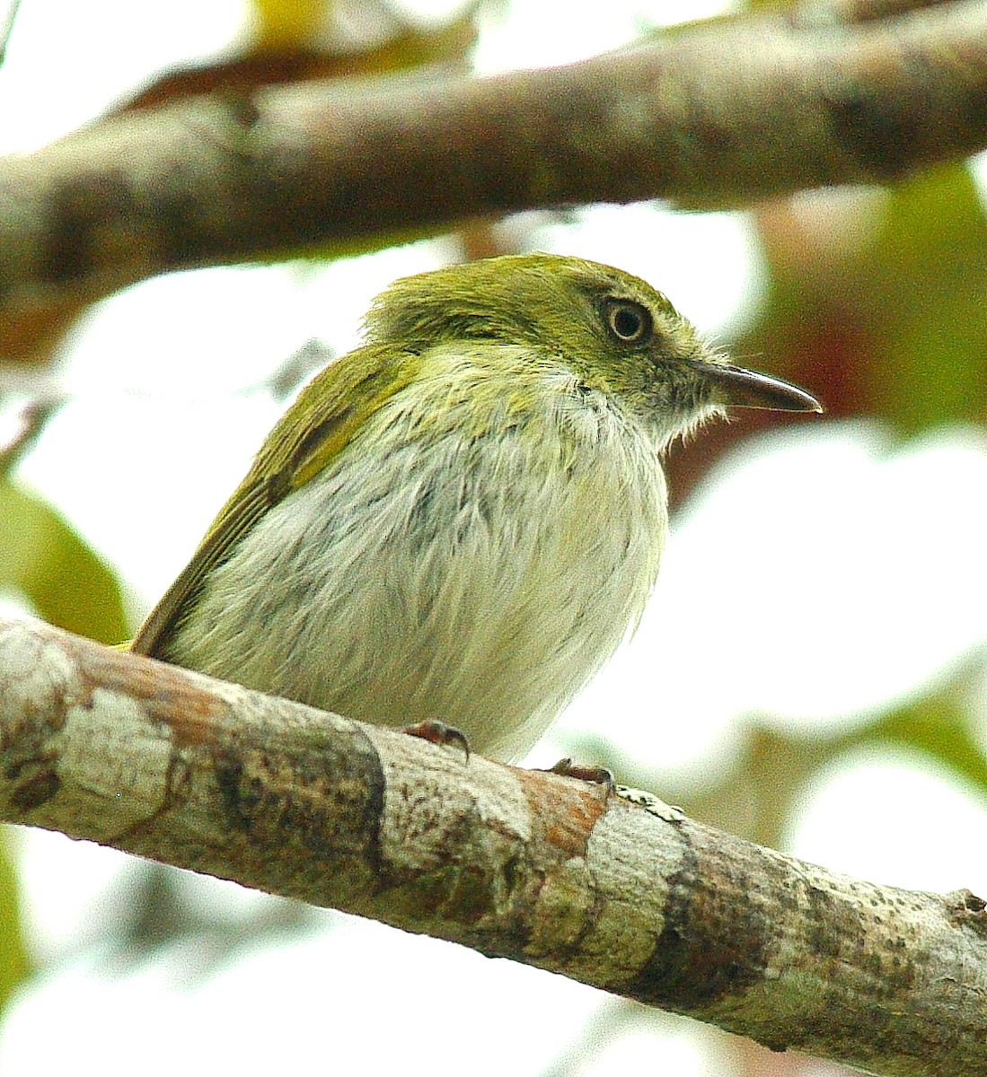 Hangnest Tody-Tyrant - ML500505301