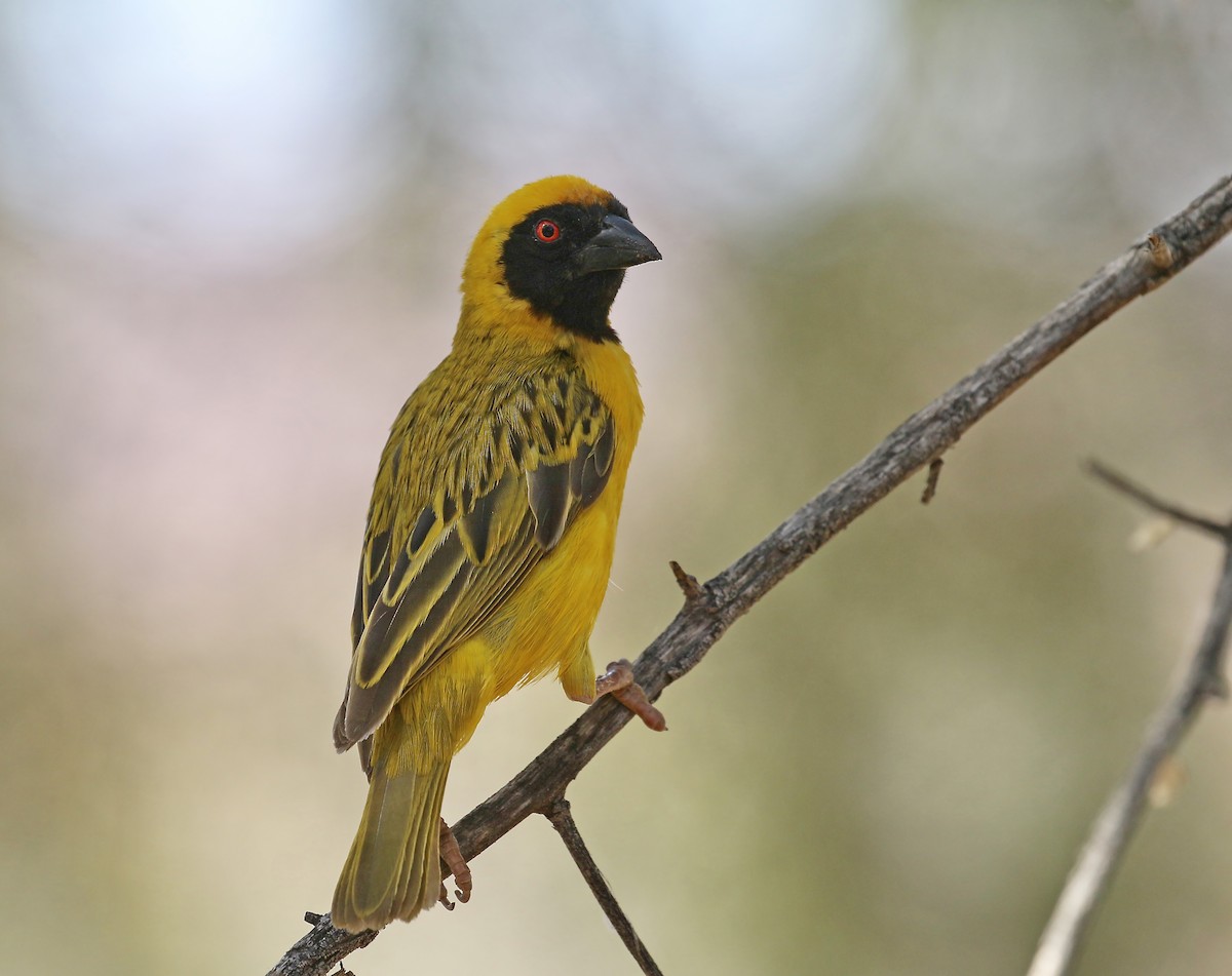 Southern Masked-Weaver - ML500505481