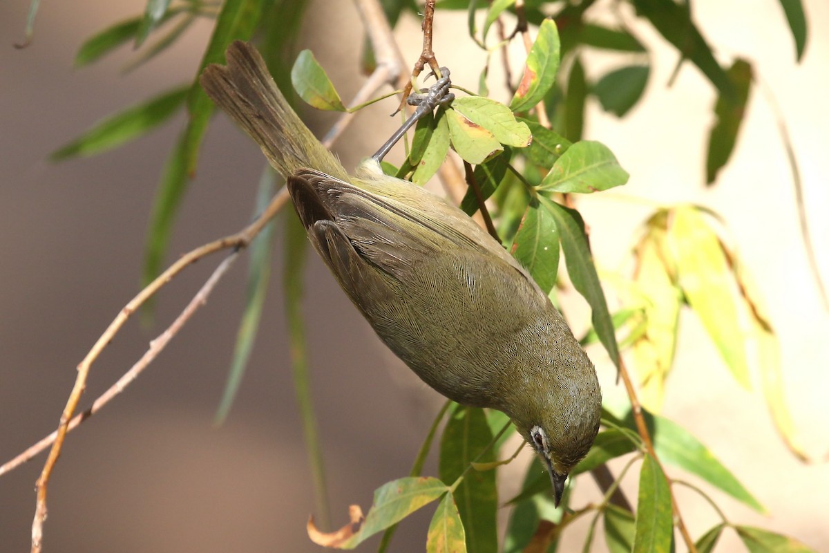 Orange River White-eye - Jan Andersson