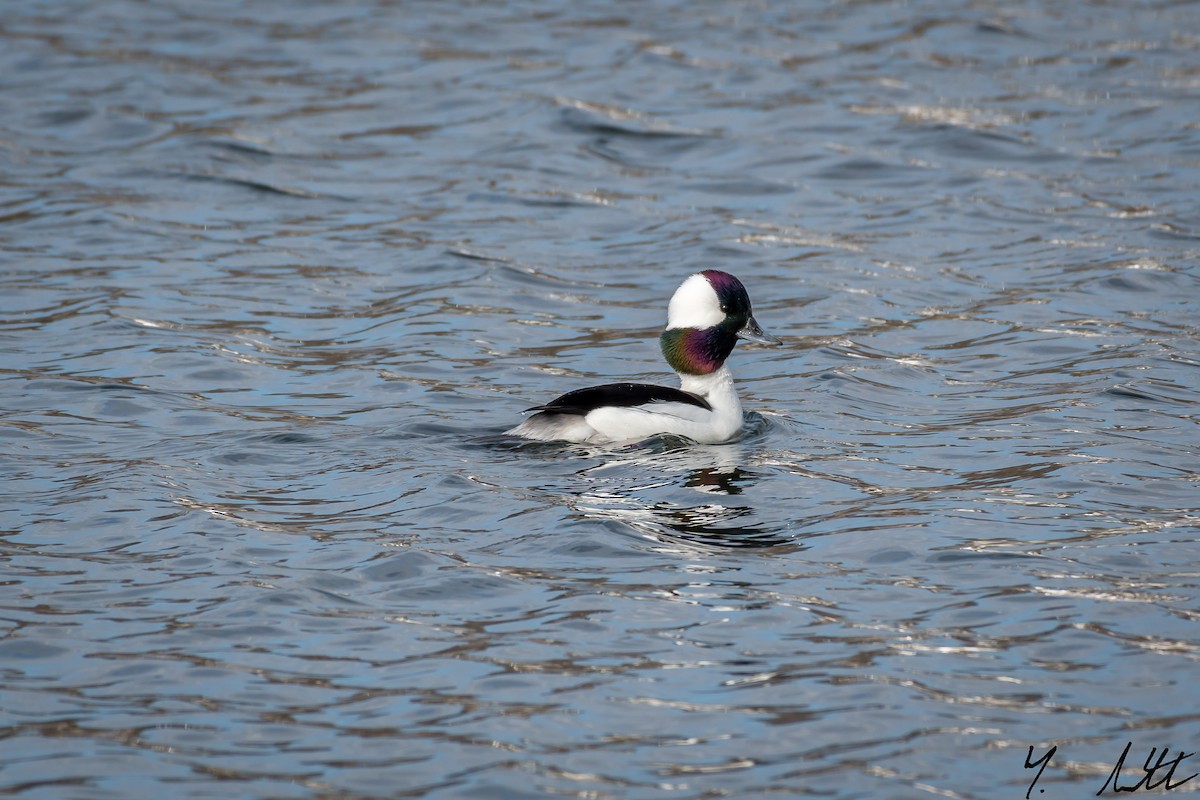 Bufflehead - ML50050711