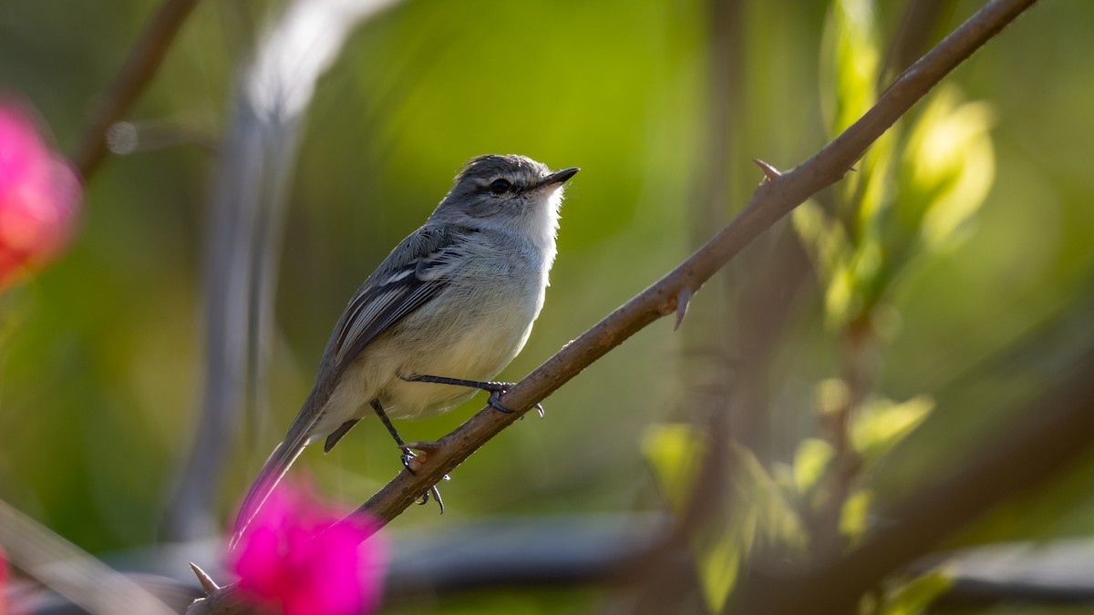 White-crested Tyrannulet (Sulphur-bellied) - Mathurin Malby