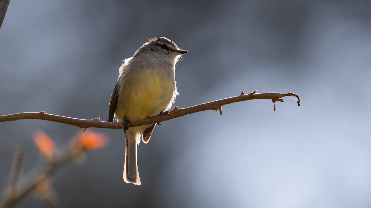 White-crested Tyrannulet (Sulphur-bellied) - ML500507301