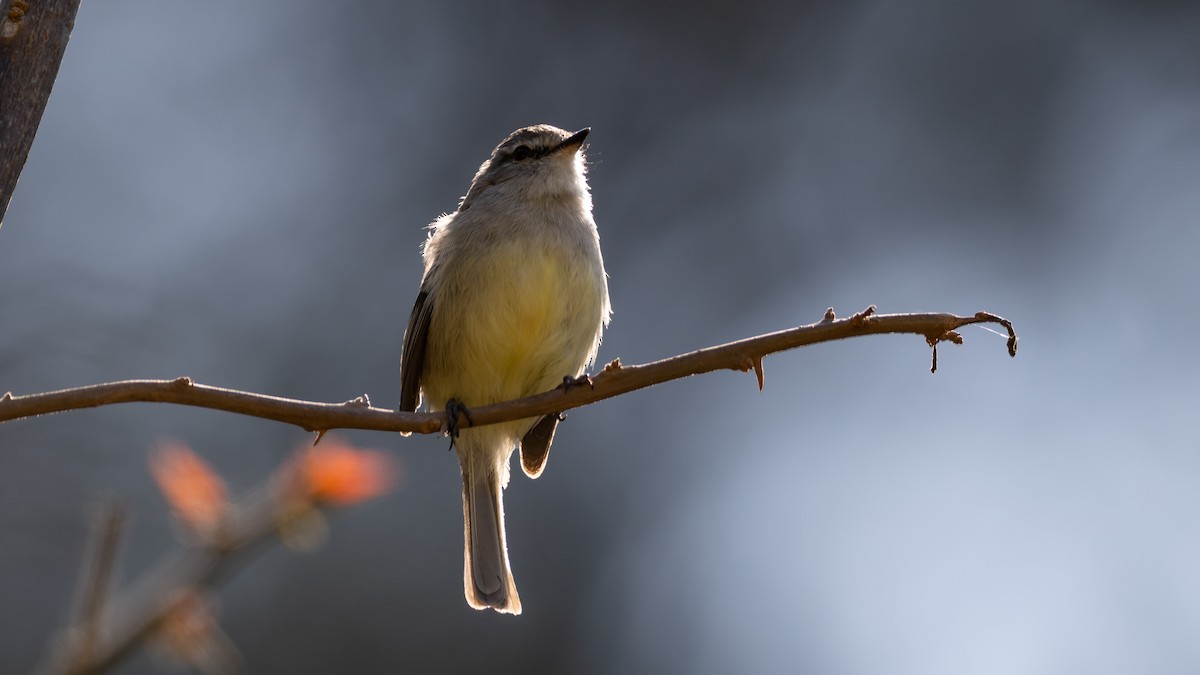 White-crested Tyrannulet (Sulphur-bellied) - ML500507311