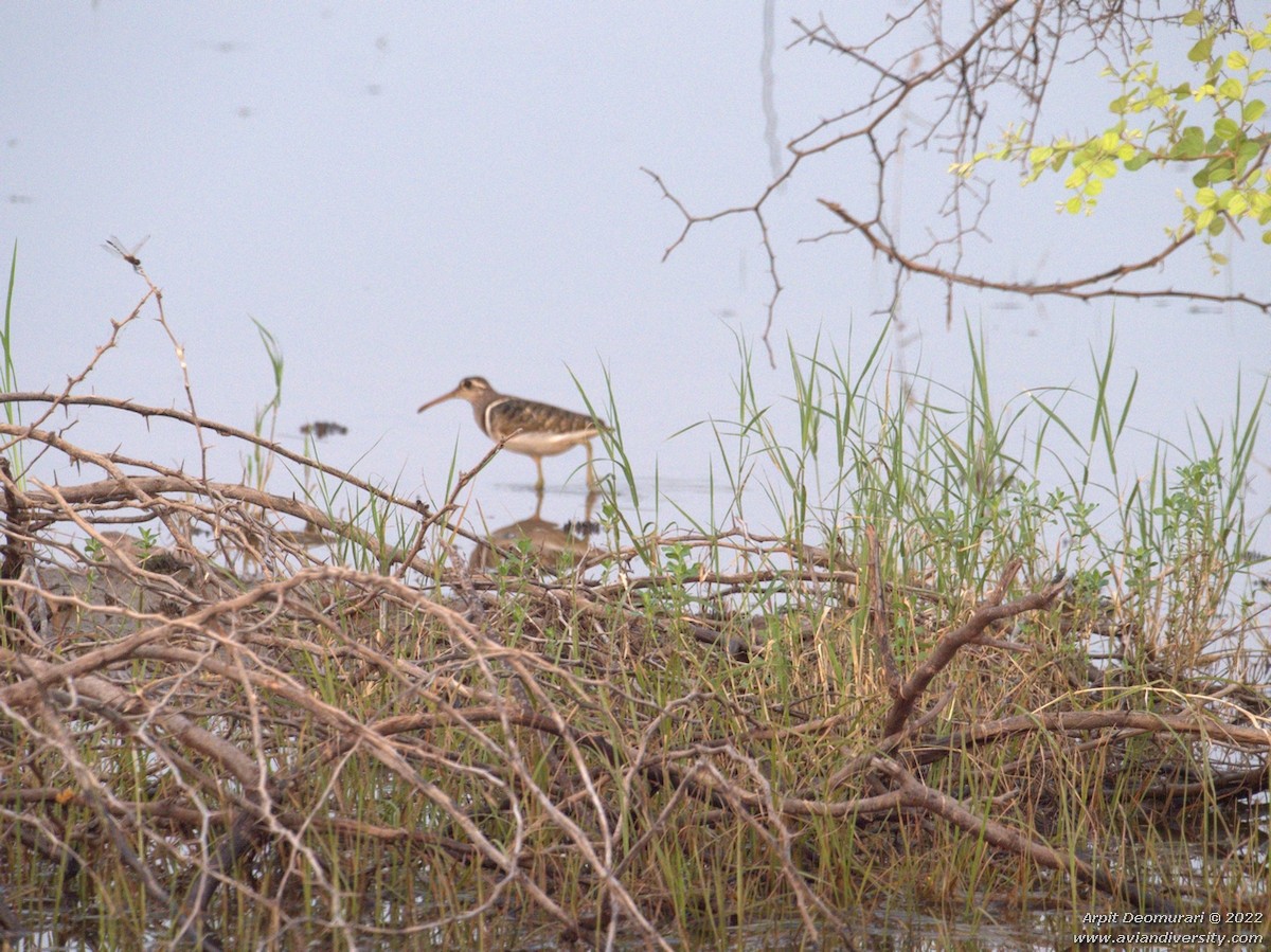 Greater Painted-Snipe - ML500507651