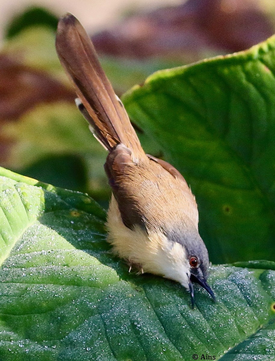 Ashy Prinia - Ains Priestman