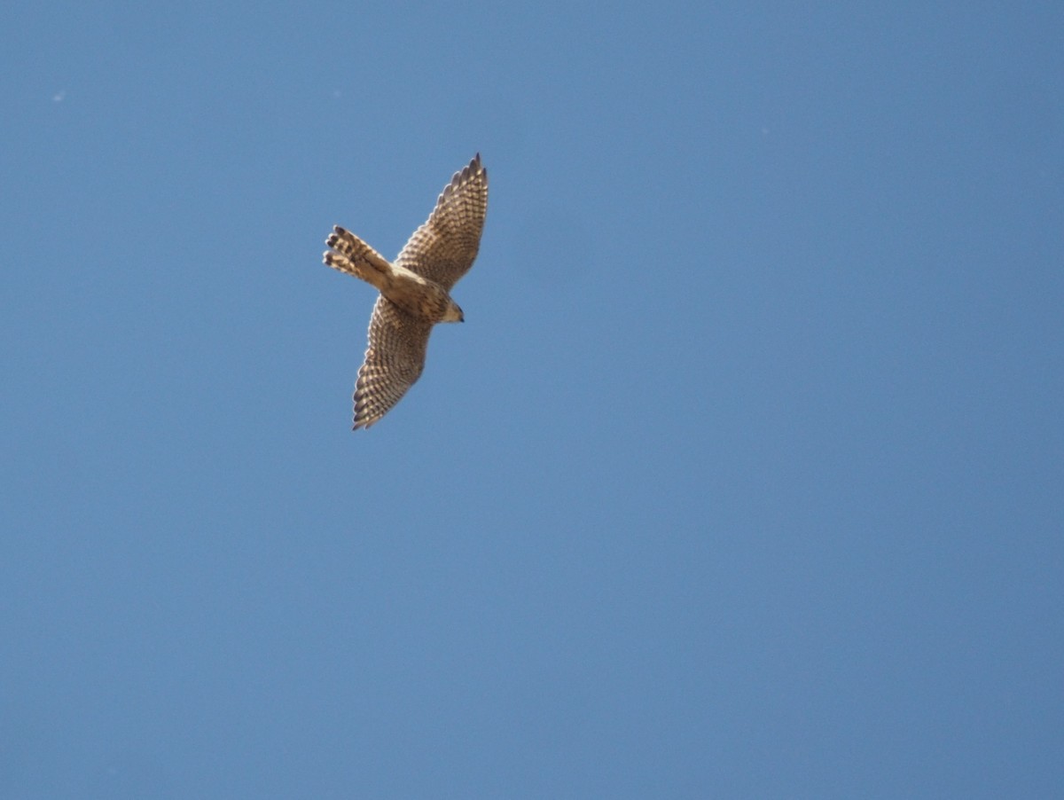 large falcon sp. - ML500508841