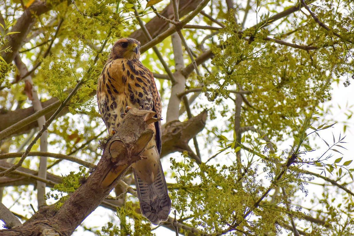 ML500510081 - Harris's Hawk - Macaulay Library