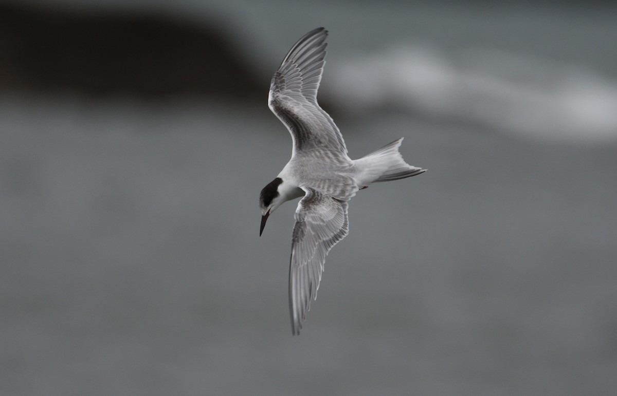 Common Tern - ML500510551