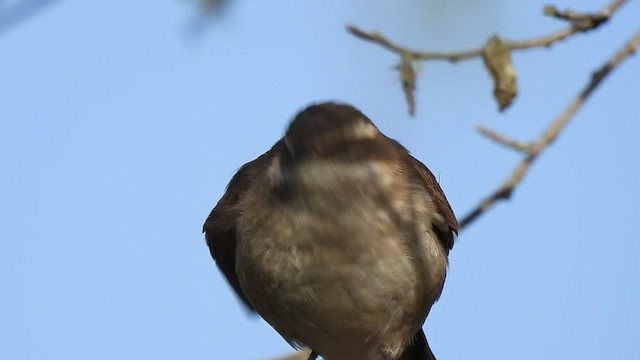 Cream-winged Cinclodes - ML500510761