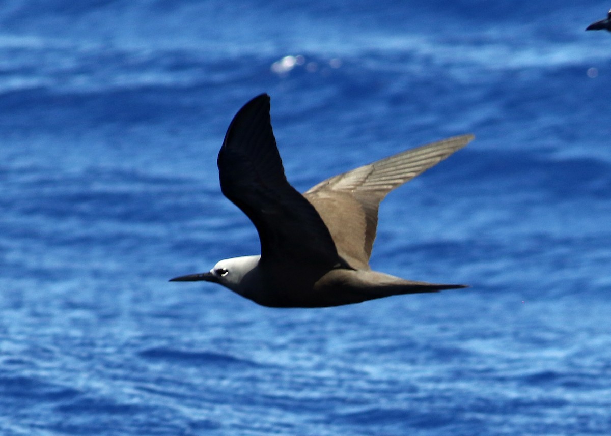 Lesser Noddy - Tim Harrop