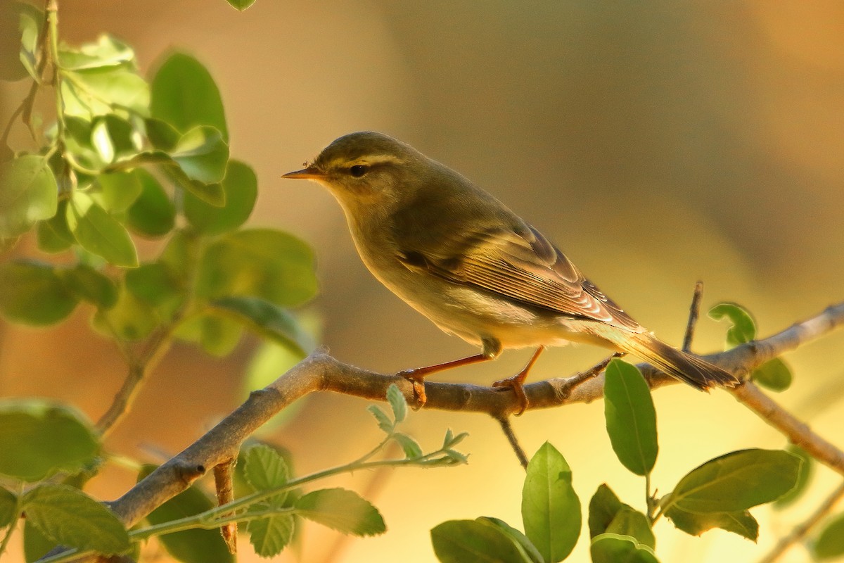 Willow Warbler - ML500511441