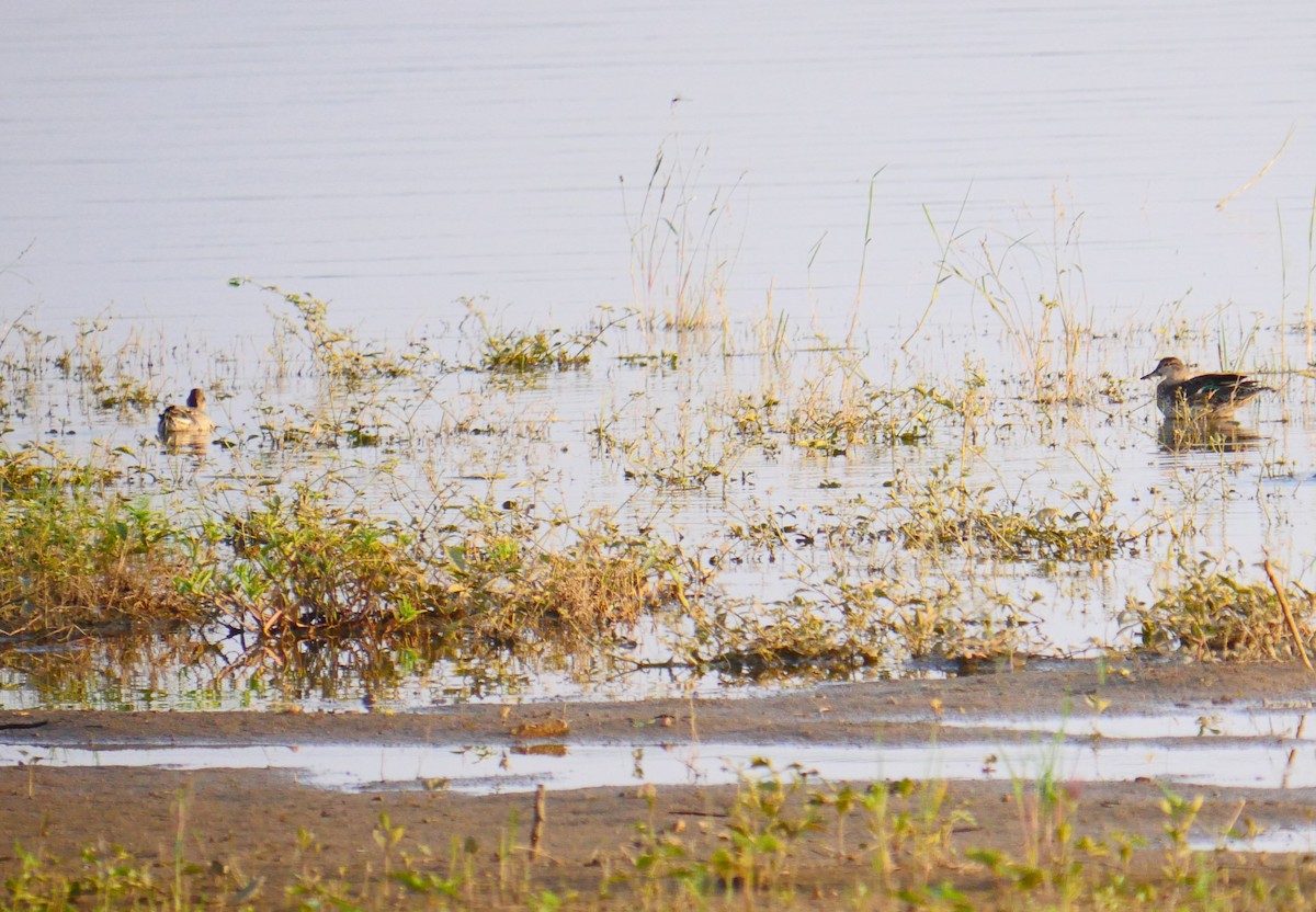 Green-winged Teal - ML500511691
