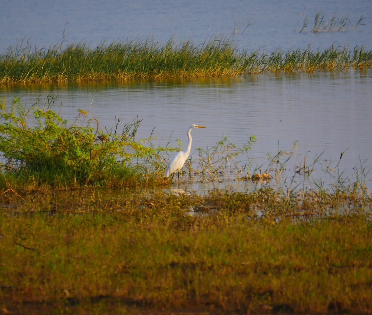Great Egret - ML500511741