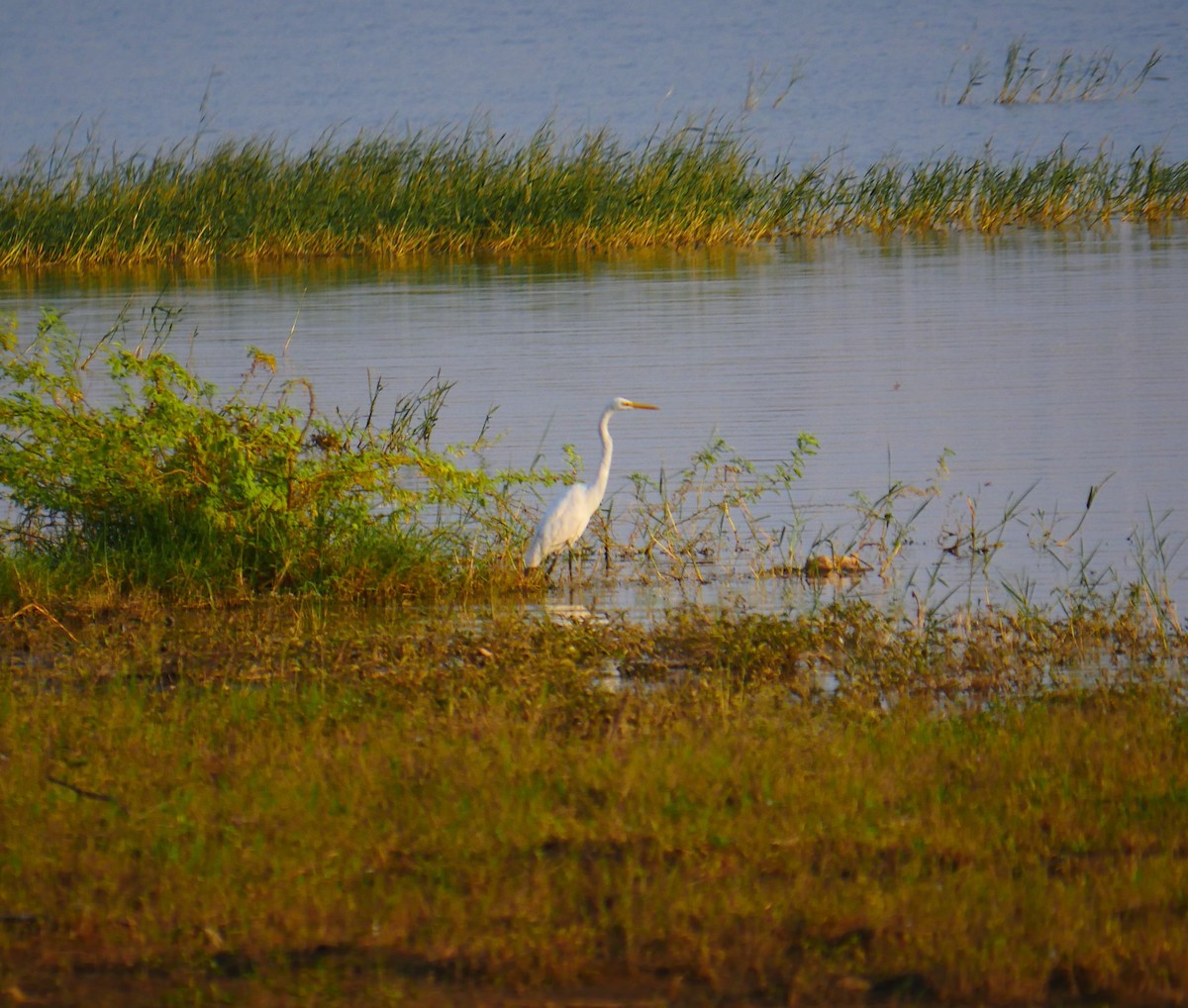 Grande Aigrette - ML500511741