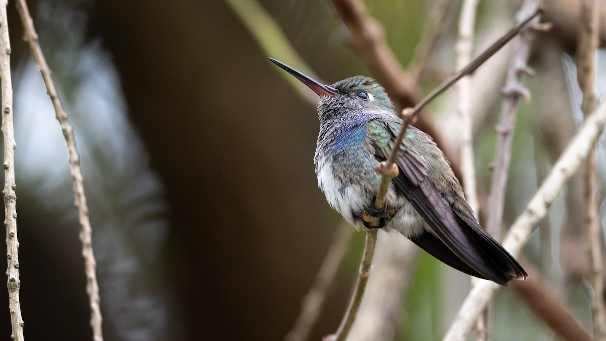 Sapphire-spangled Emerald - Mathurin Malby