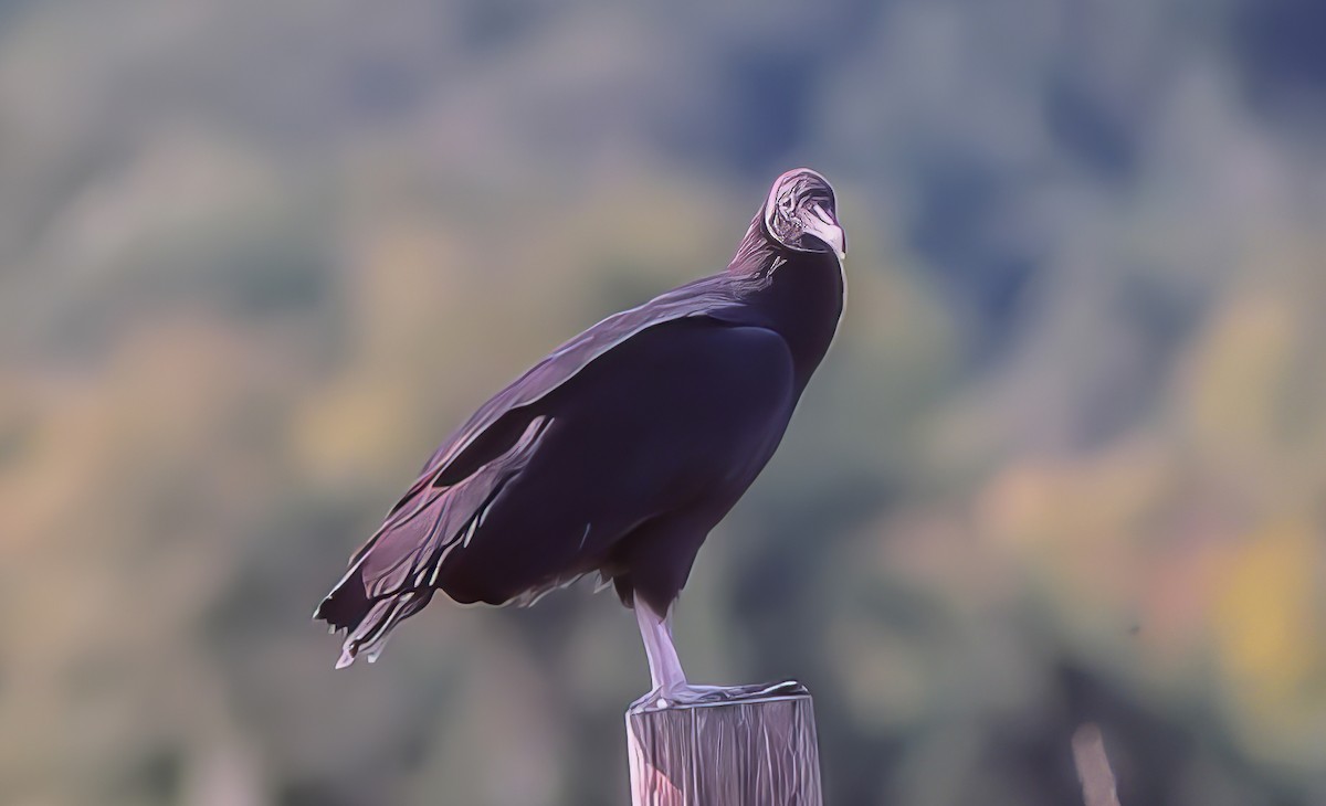 Black Vulture - ML500512441
