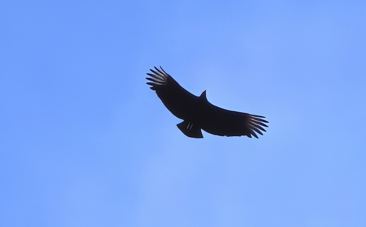 Black Vulture - ML500512451